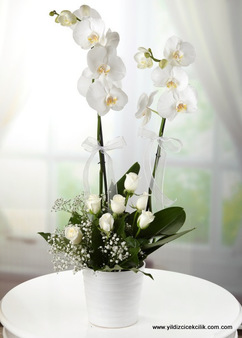 orkide ve beyaz güller