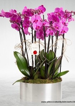 metal saksıda fuşya orkide
