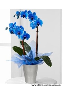 ilahi aşk mavi orkide