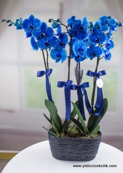 Dörtlü Mavi Orkide 
