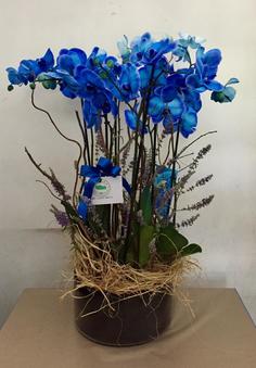 Mavi Orkide Tasarımı